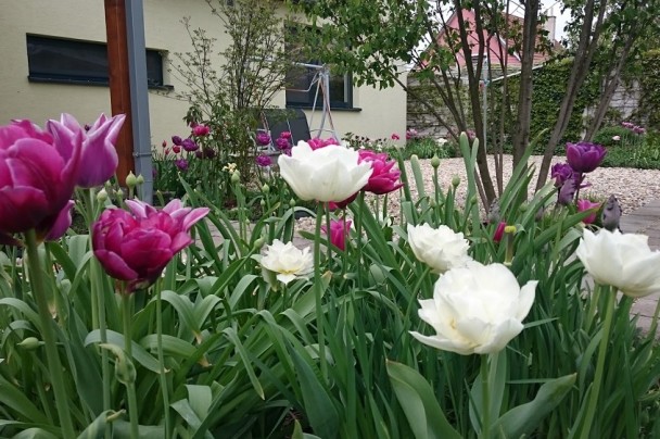 cibuloviny tulipany