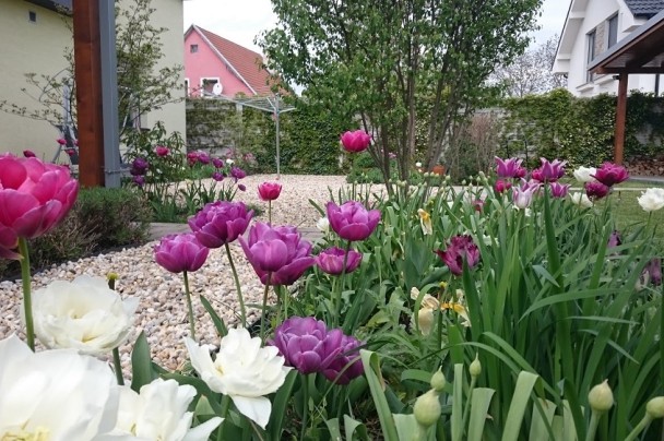 cibuloviny tulipany